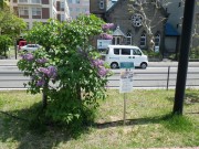 ポカホンタス0518-01