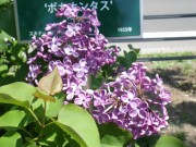 ポカホンタス0518- (2)