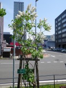 ミスエレンウィルモット0518-08