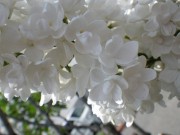 ミスエレンウィルモット0518- (2)