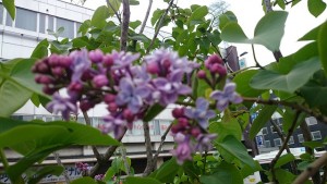 レオンガンベッタ0508-01