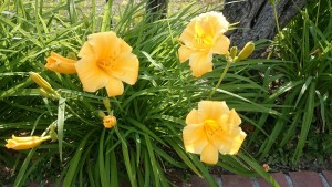 「ヘメロカリス」の画像