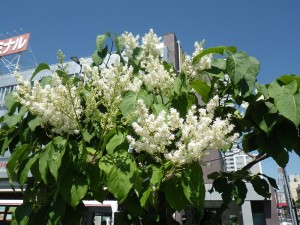 「ハシドイ」の画像