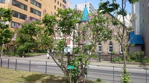 ウスゲシナハシドイ0601 (2)