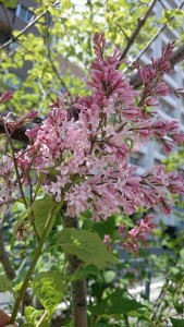 「遅咲き最後のライラックも花開いて」の画像