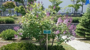 メヌエット0601 (2)