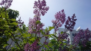 メヌエット0601 (3)