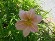 エドナスポールディング0710 (1)