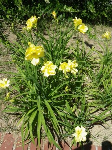 「ヘメロカリスが次々と咲き始めています」の画像
