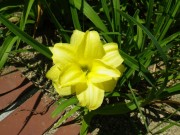 ダブルキューティー0710 (2)