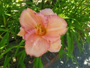 ダンシングシバ0710 (1)