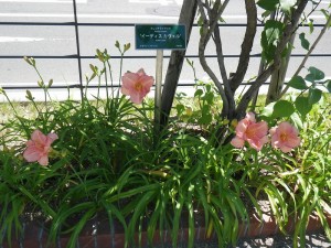 ダンシングシバ0710 (3)