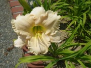 ララバイベイビー0712