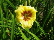 リトルビックマン0707