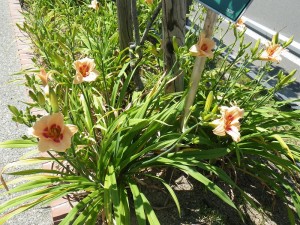 レッドアイ0710(2)