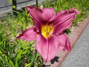 ロシアンラプソディー0710 (1)