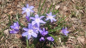 「公園にも春がやってきました「チオノドクサ」」の画像