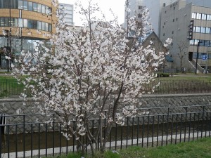 「春の花たち」の画像