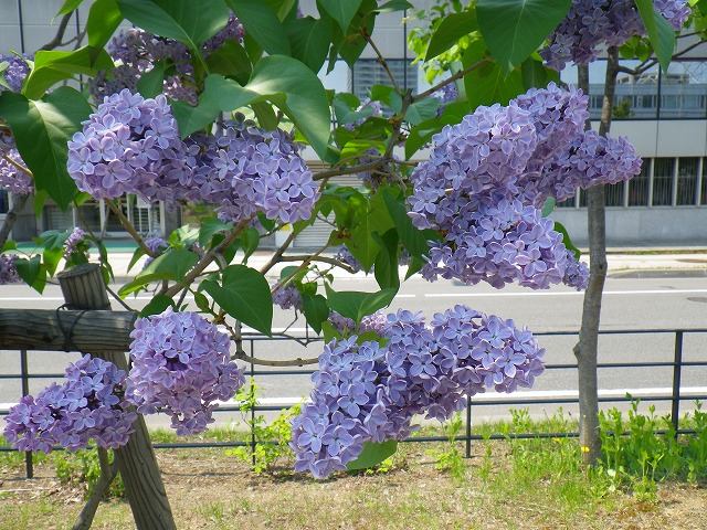 園内のライラックが満開です | 創成川公園