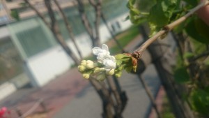 0509ジェネラルシュリダン