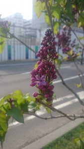 「ライラックの花が１輪開花しました」の画像