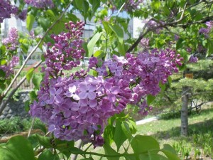 アセシッピ0517-002