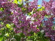 「園内のライラック情報」の画像