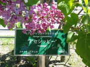 アセシッピー0514-09