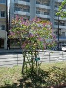 アセシッピー0514-11