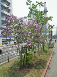 アセシッピー0520 (2)