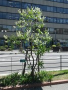 イーディスガヴェル0514-06