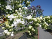 イーディスガヴェル0514-07