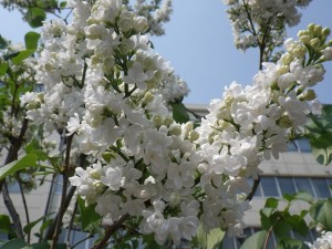 イーディスガヴェル0518-002