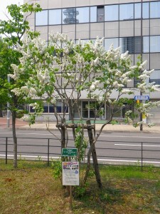 イーディスガヴェル0520（1）