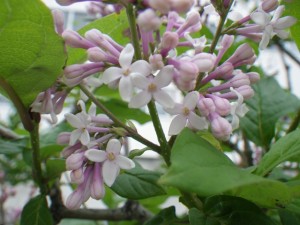 「ライラック情報5/26」の画像