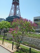 エスタースティリー0514-06