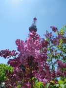 エスタースティリー0514-07