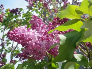 エスタースティリー0517-002