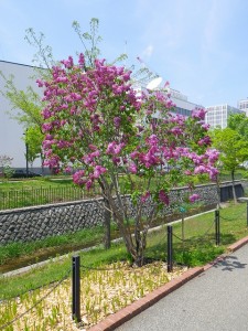 エスタースティリー0517-003