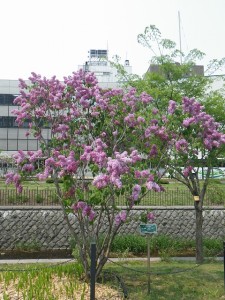 エスタースティリー0520 (1)