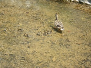 「カモの親子もライラックを見にやってきました」の画像
