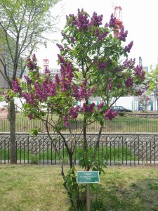 シャルルジョリー0520