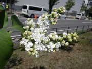 ジェネラルシュリダン0514-01