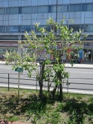 ジェネラルシュリダン0514-03