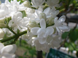 ジェネラルシュリダン0518-003