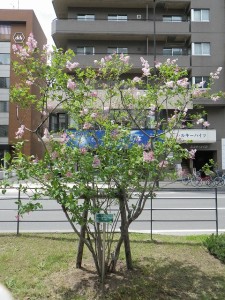 「ライラック情報5/30」の画像