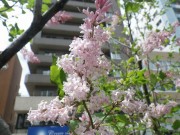 ジェームズマクファーレン0531 (2)