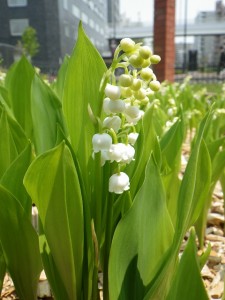 「スズランも咲きはじめています」の画像