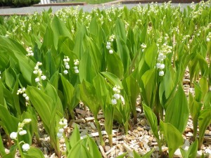 スズラン0518 (3)