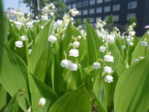 「ドイツスズランも見頃を迎えています」の画像